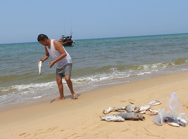 The man collects dead fish in the north central region where suffered massive fish deaths in April this year when Formosa steel company was found discharge wastewater directly into the sea (Photo: SGGP)